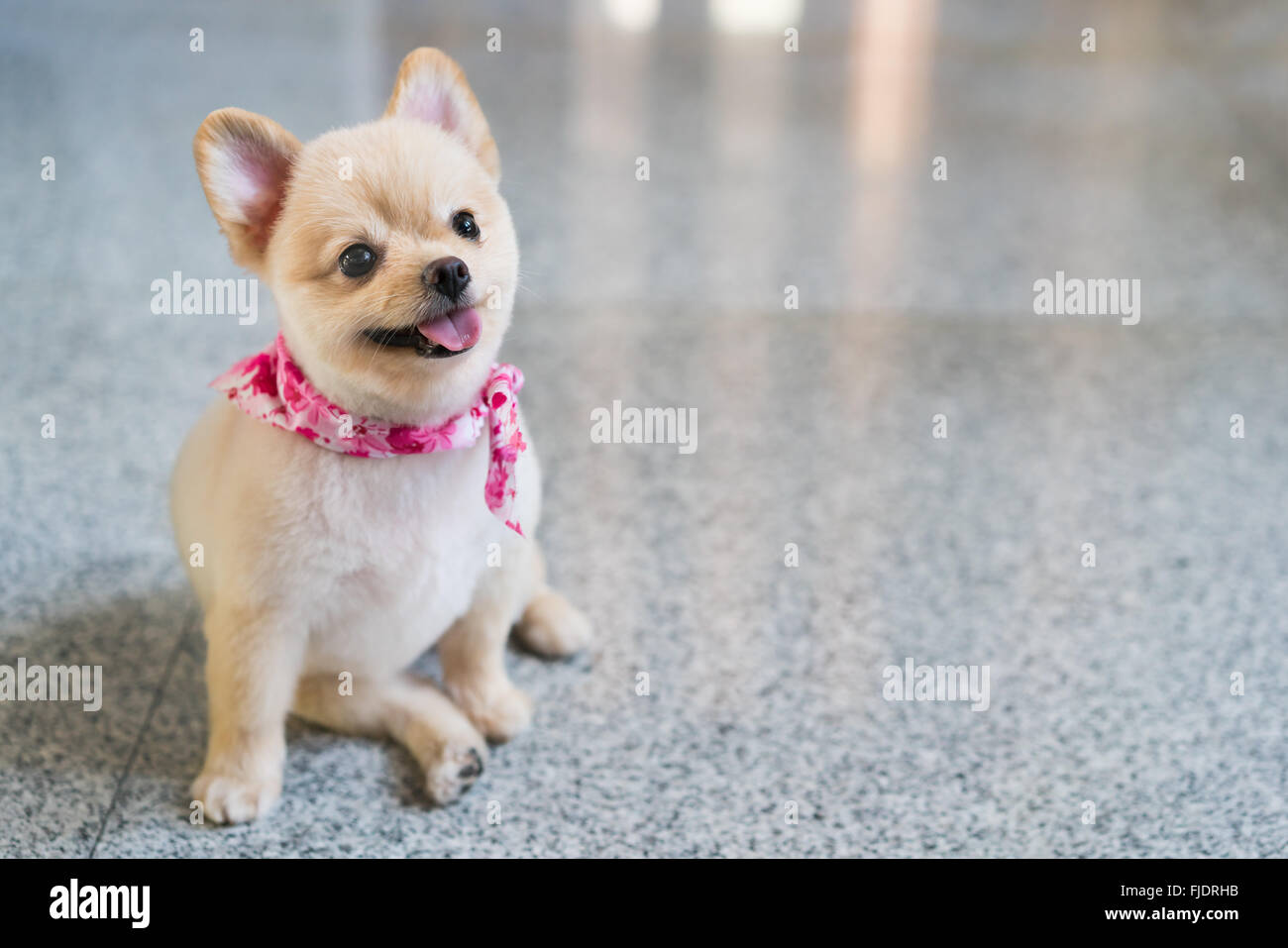 Pomeranian dog smiling, looking up, with copy space Stock Photo