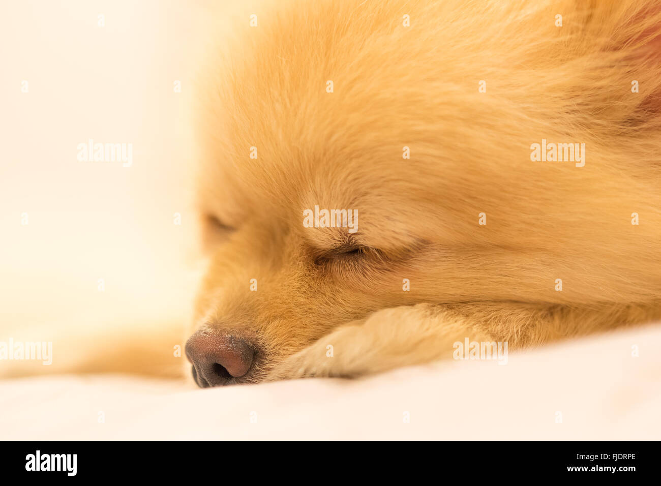 Pomeranian dog having sweet dream, focus on the eye, with copy space Stock Photo