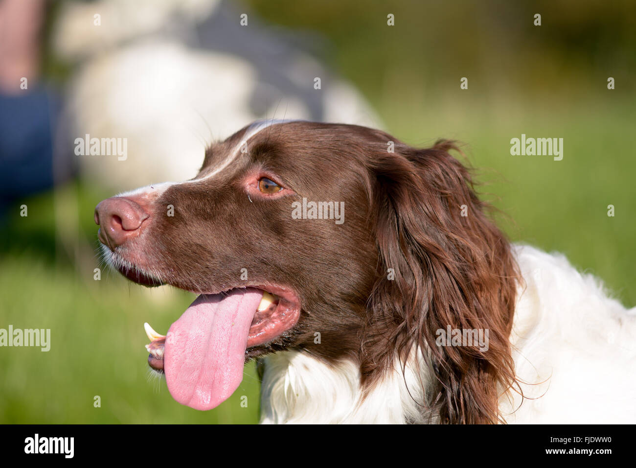 English springer spaniel dog (canis lupus familiaris) portrait with