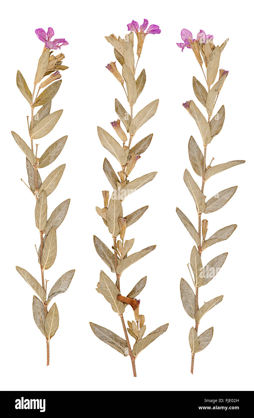 Set of wild dry pressed flowers and leaves isolated Stock Photo Alamy