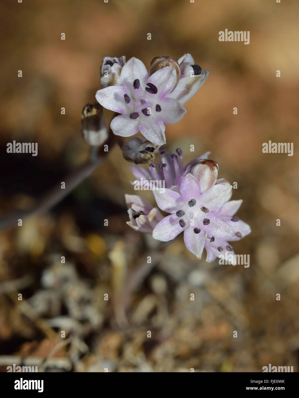 Autumn Squill - Scilla autumnalis Wild Flower from Cyprus Stock Photo