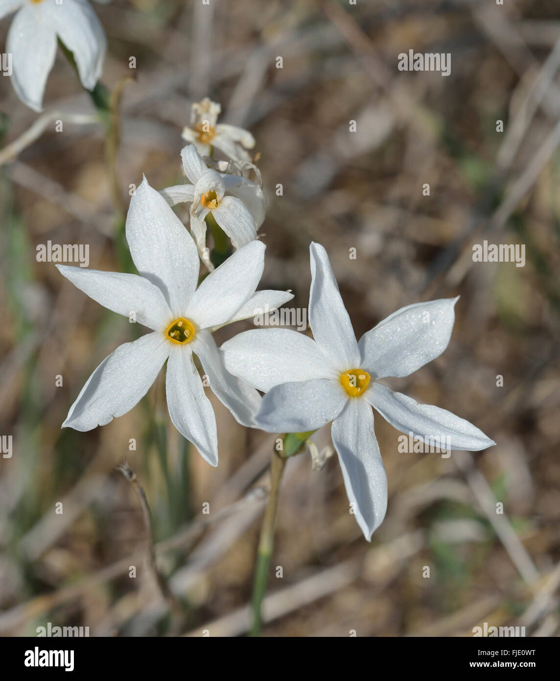Narcissus serotinus Small Autumn Flowering Narcissus Blub Stock Photo