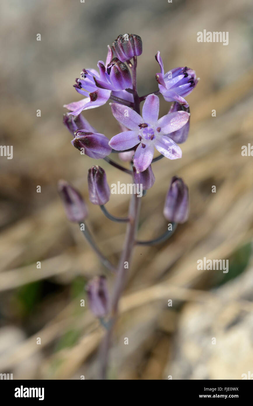 Autumn Squill - Scilla autumnalis Wild Flower from Cyprus Stock Photo