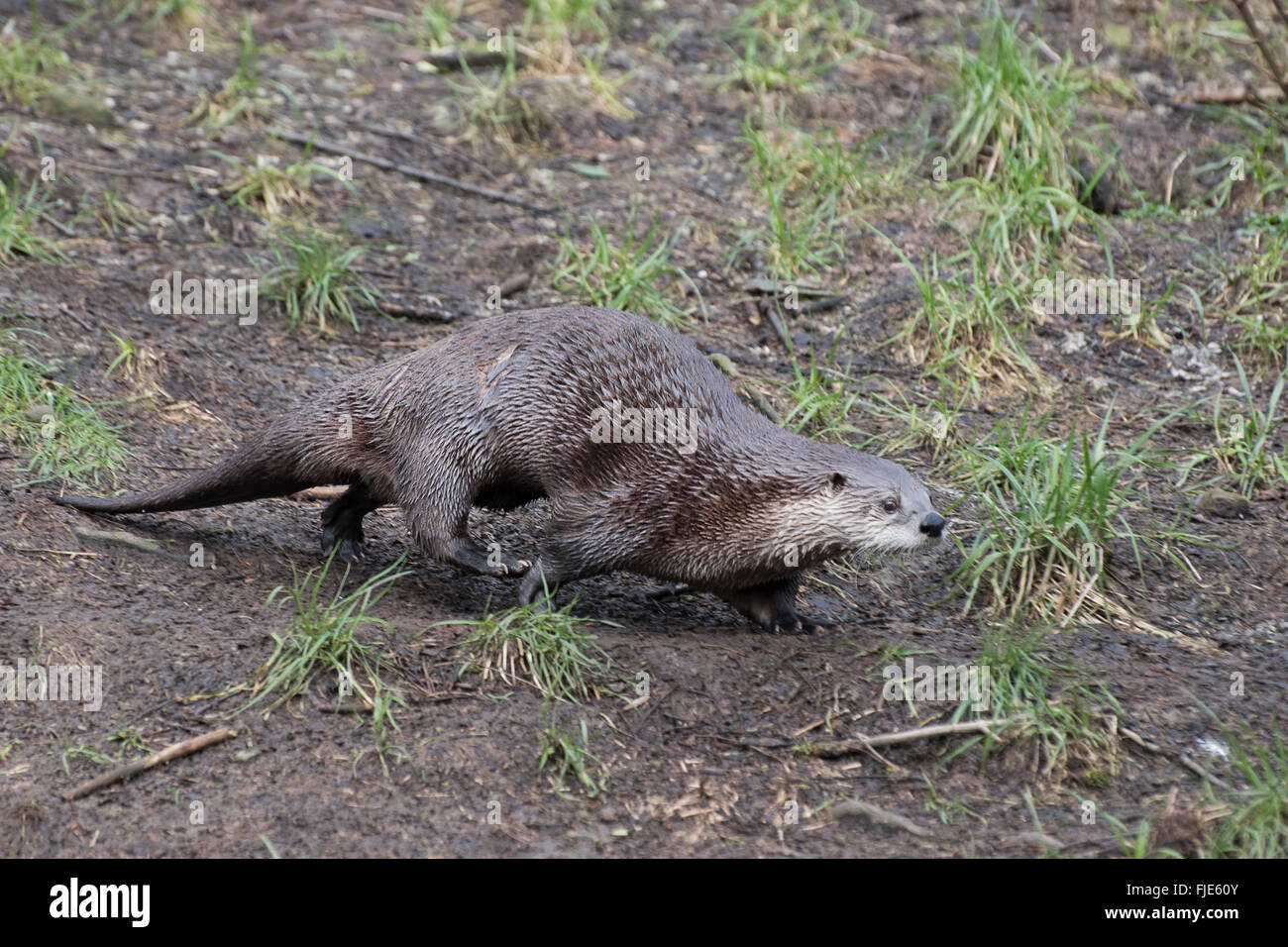 North American river otter (Lontra canadensis) Stock Photo