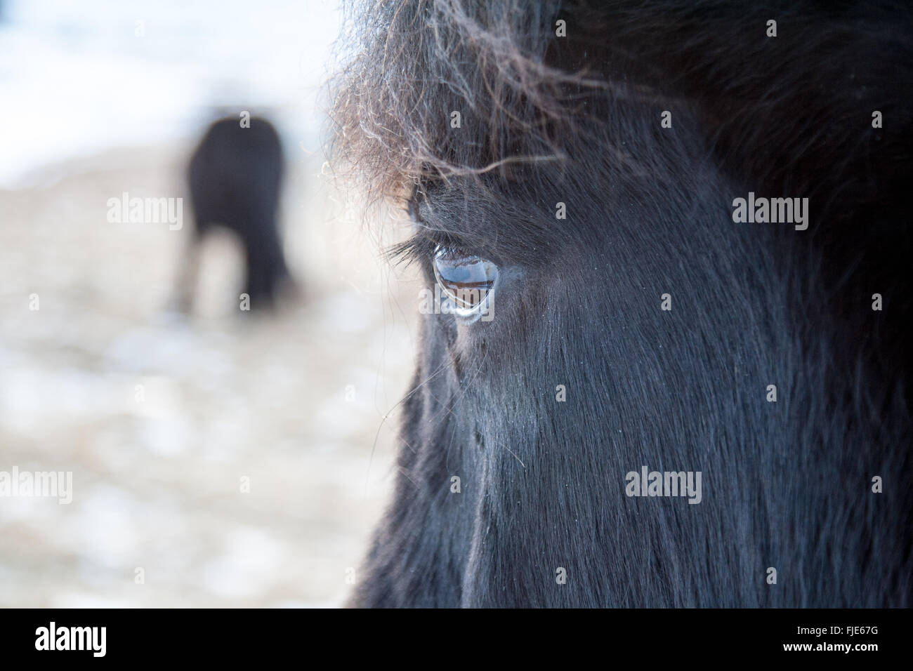 Icelandic Pony in rGolden Circle, Iceland Stock Photo