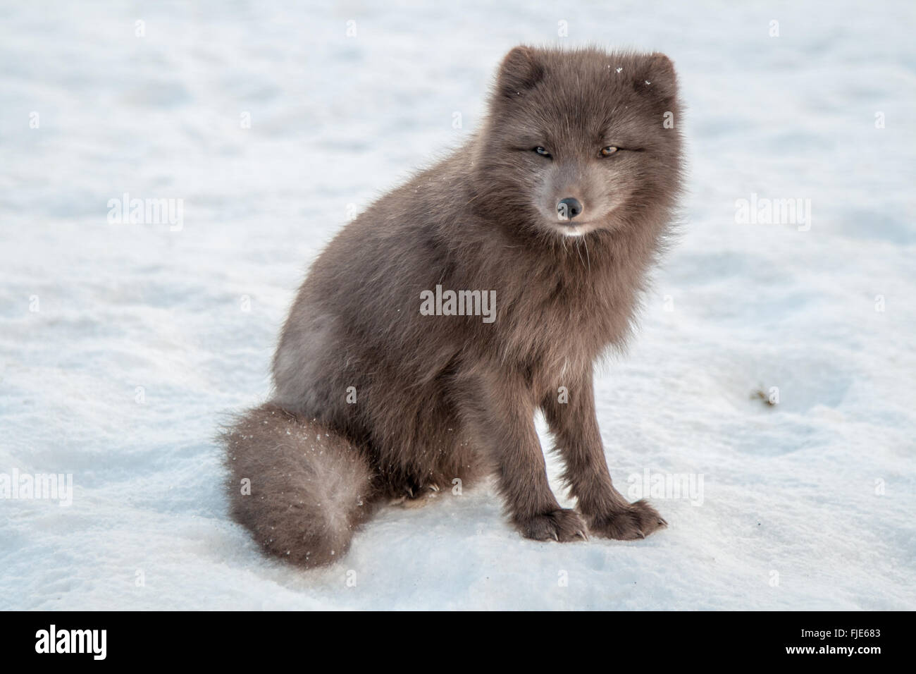 Arctic Fox, Thorsmork, Iceland Stock Photo