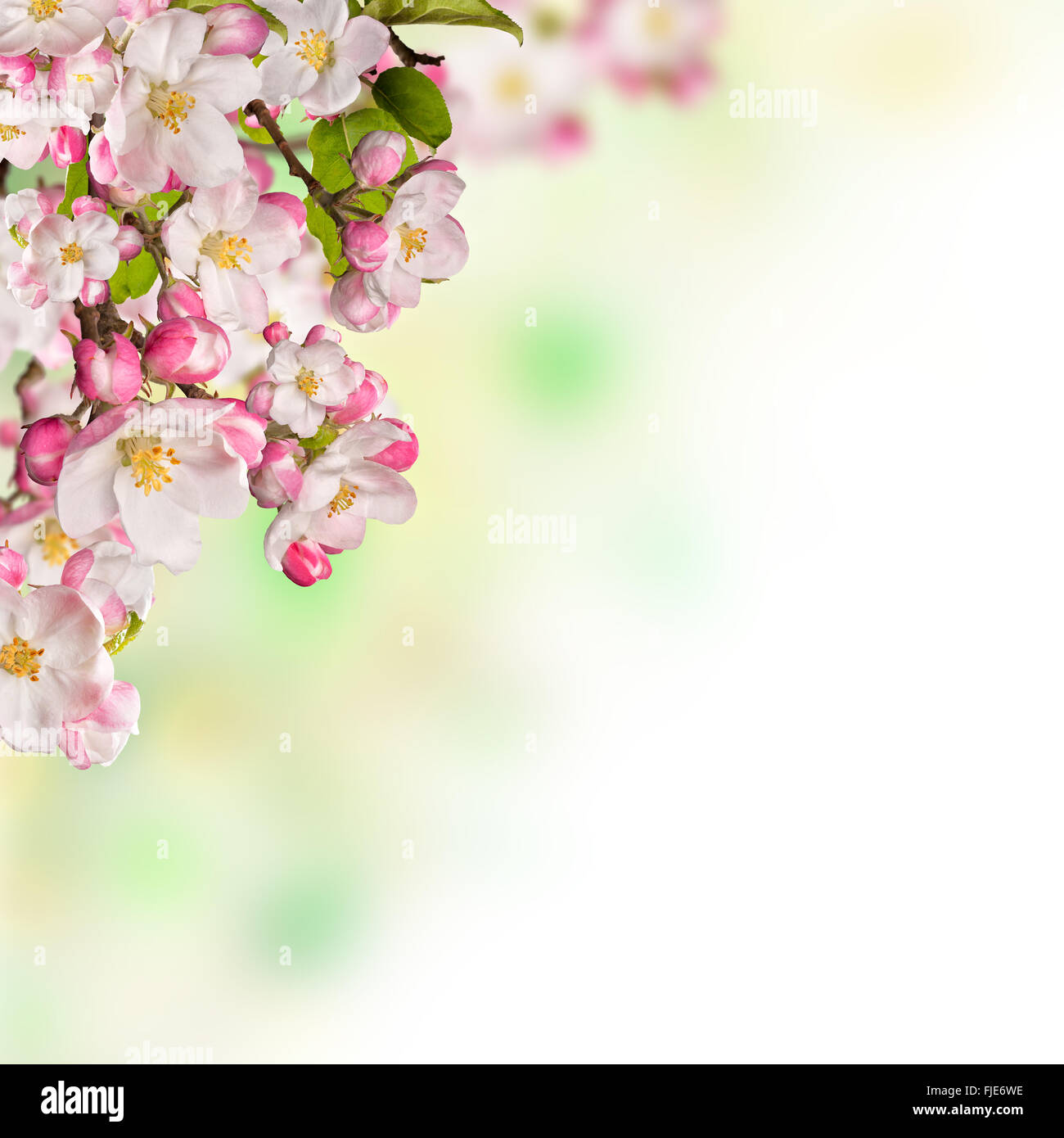 Cherry blossoms over blurred nature background Stock Photo - Alamy