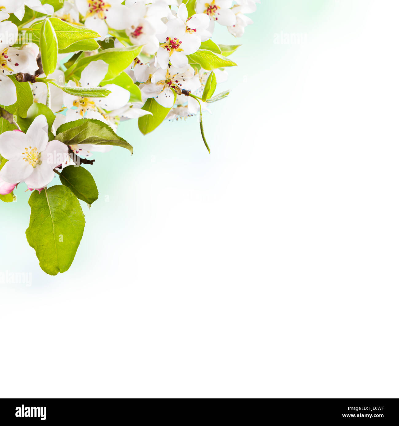 Cherry blossoms over blurred nature background Stock Photo - Alamy