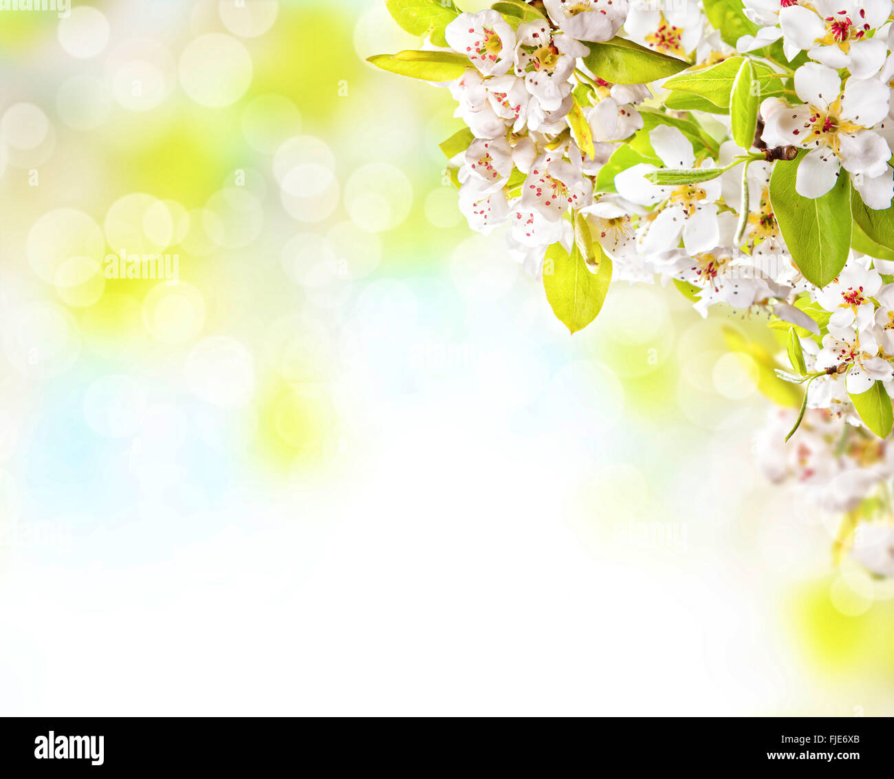 Cherry blossoms over blurred nature background Stock Photo - Alamy