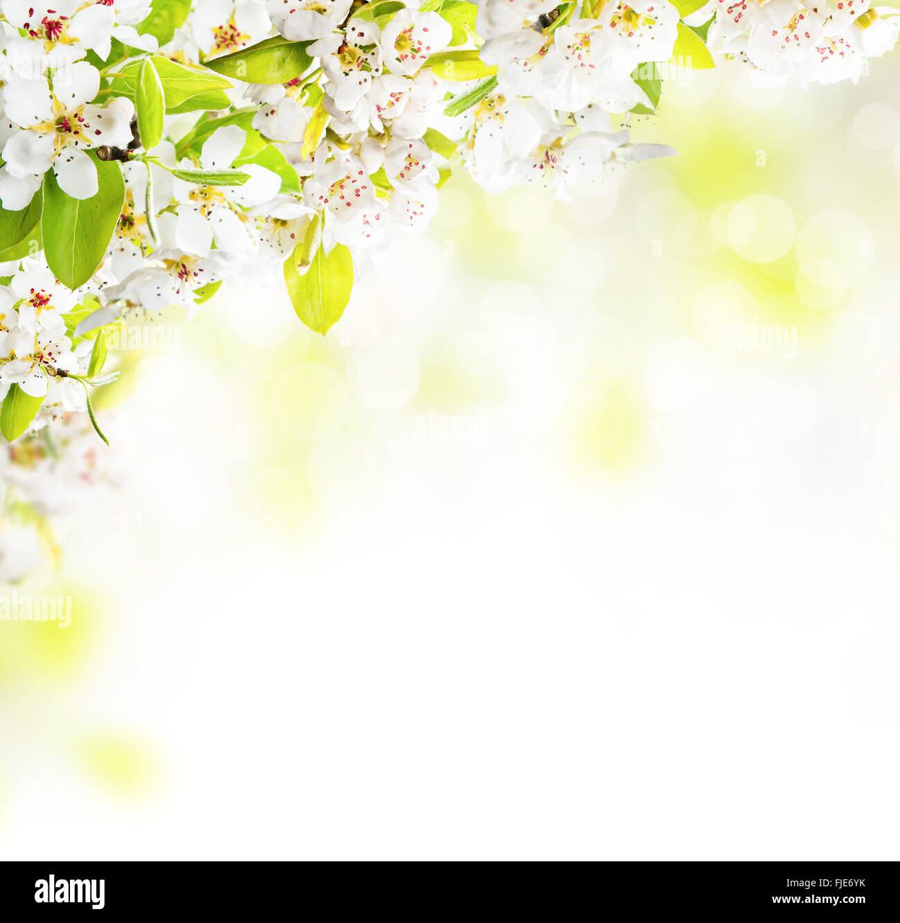 Cherry blossoms over blurred nature background Stock Photo - Alamy