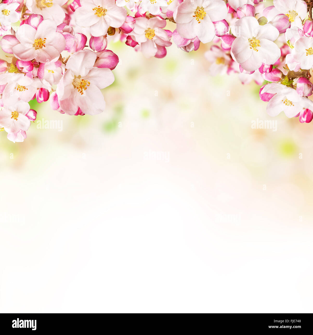 Cherry blossoms over blurred nature background Stock Photo