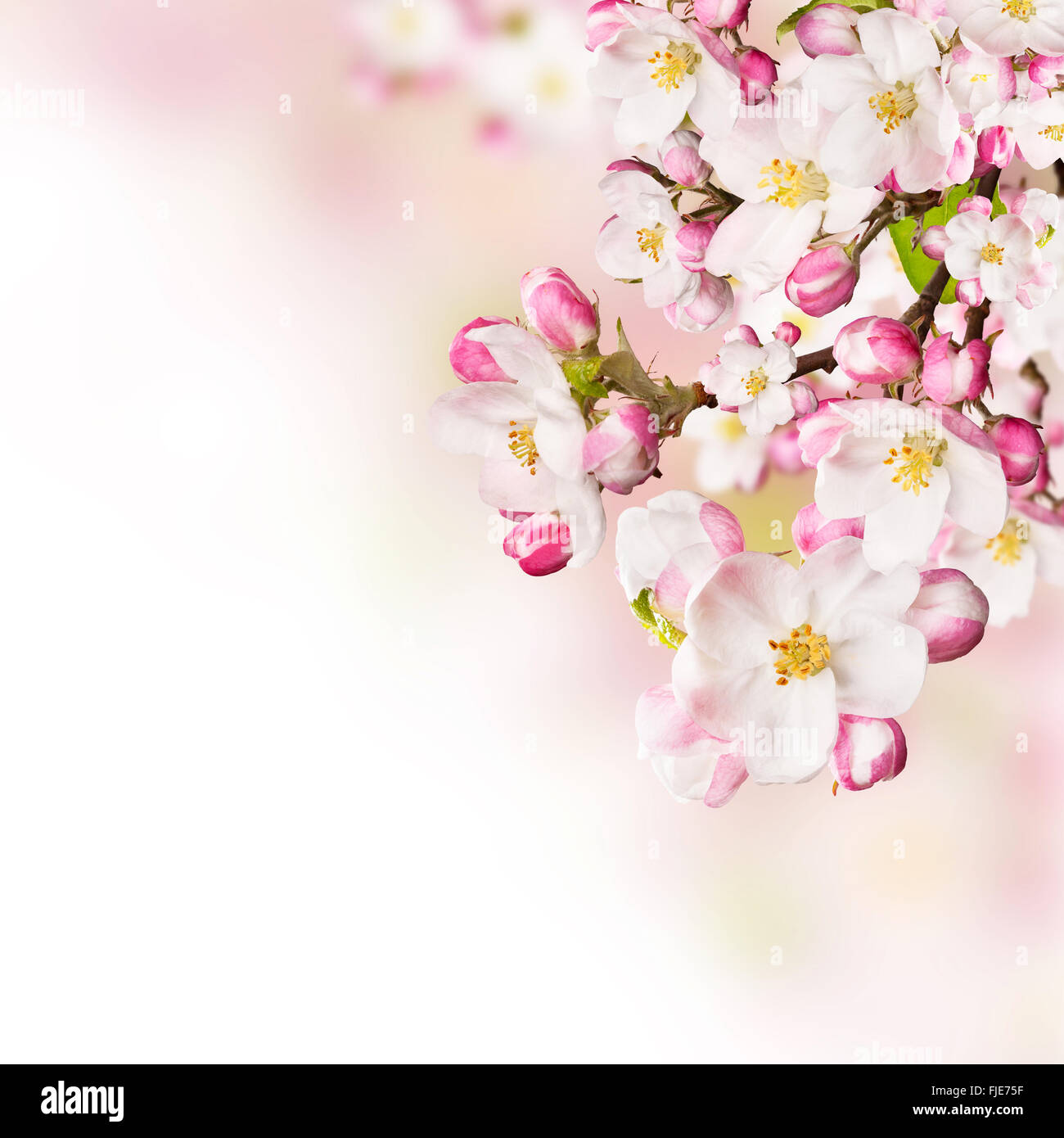 Cherry blossoms over blurred nature background Stock Photo - Alamy