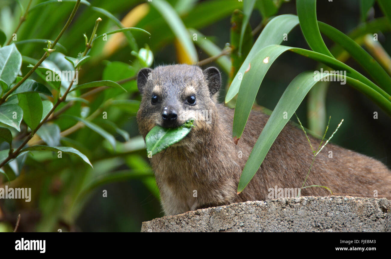 Rock Hyrax munching on the leaves of a star jasmine plant. Stock Photo