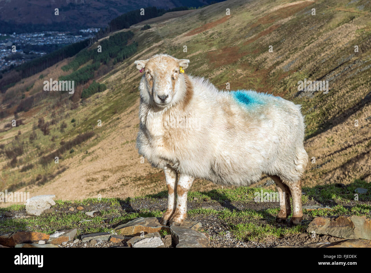 Welsh Mountain Sheep on the Bwlch Pass between the Ogmore and Rhondda Valleys in south Wales Stock Photo