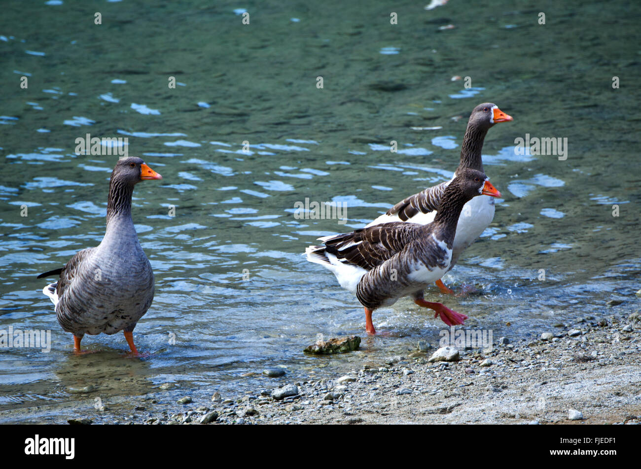 Greylag geese (Anser anser) on lake Kournas, island Crete, Greece Stock Photo