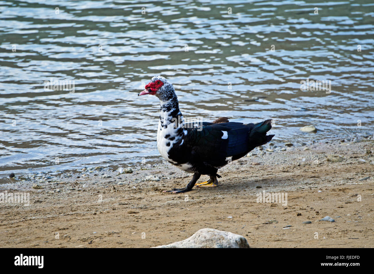 Muscovy duck (Cairina moschata) Lake Kournas, island Crete, Greece Stock Photo