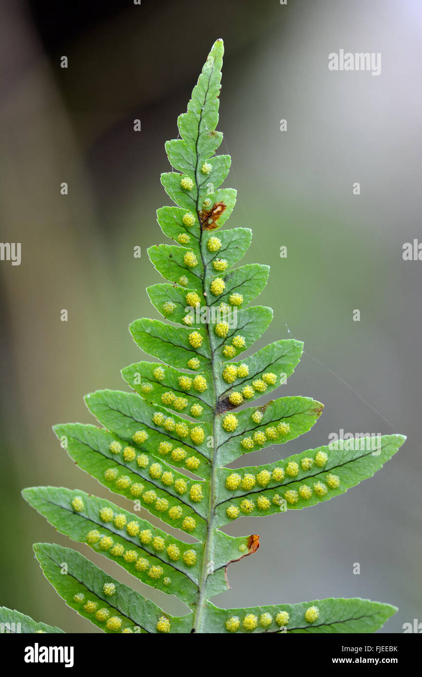 Polypody (Polypodium vulgare) showing spores on underside. Underside of frond of true fern showing sori and sporangia Stock Photo