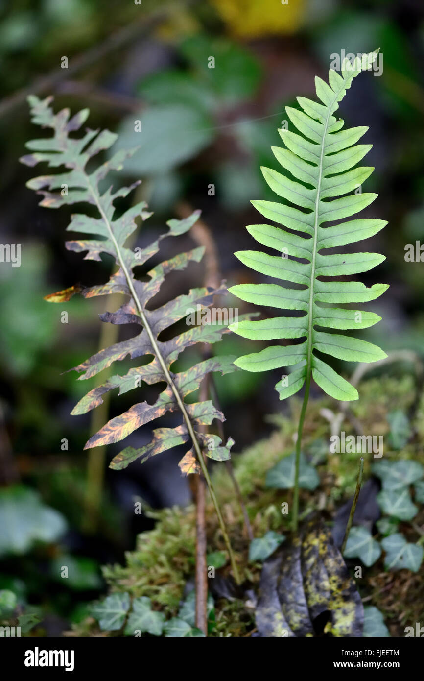 Polypody (Polypodium vulgare). Fronds of true fern in the family Polypodiaceae, also known as rockcap fern Stock Photo