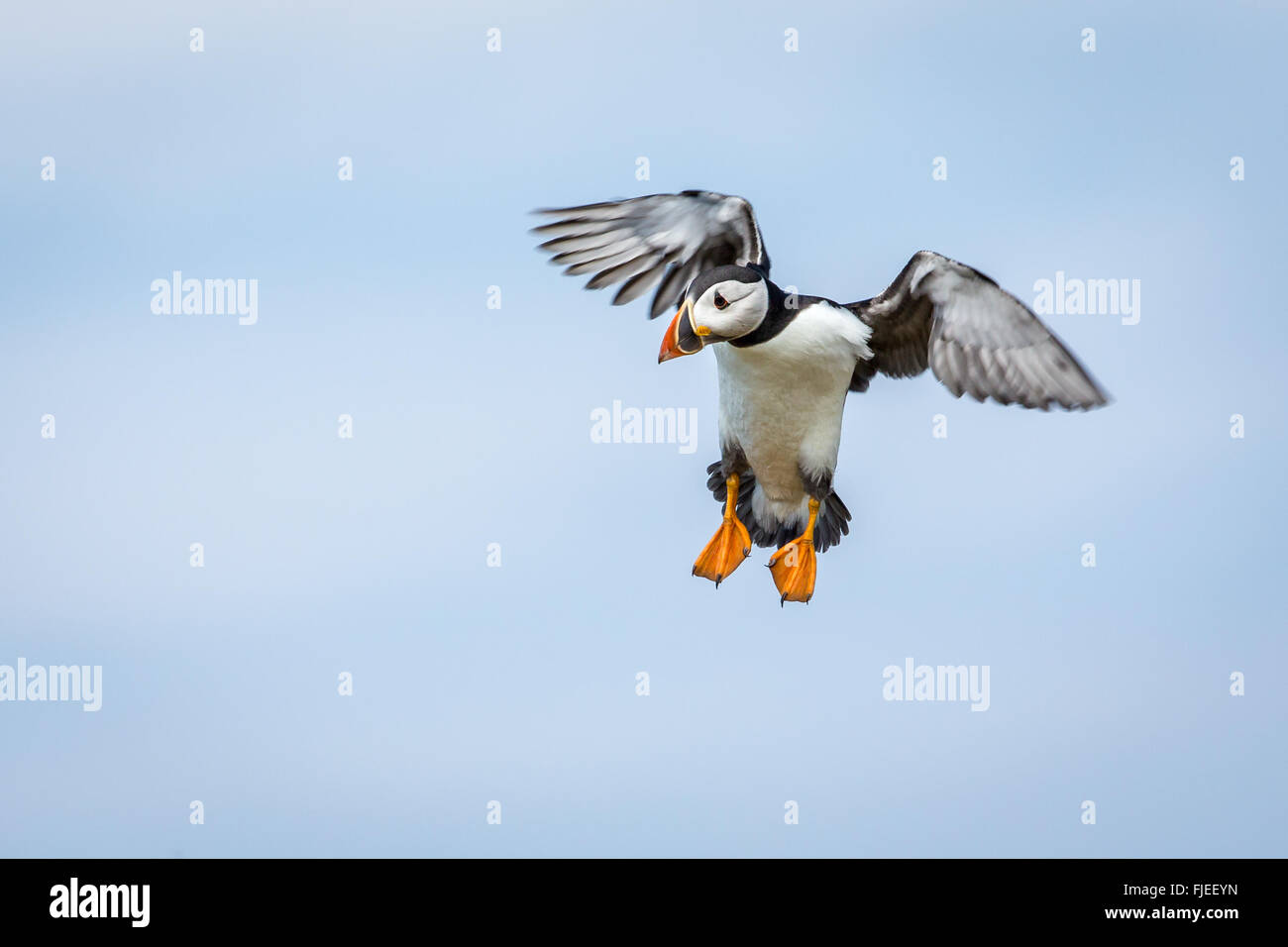 Puffin (Fratercula arctica) coming in to land with wings outstretched Stock Photo
