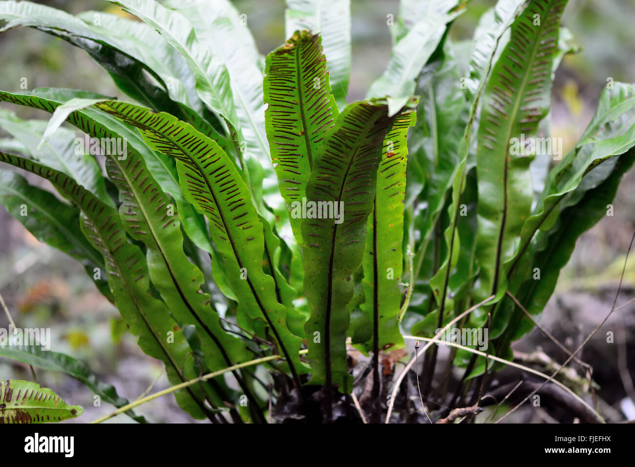 Hart's-tongue fern (Asplenium scolopendrium). Underside of simple, undivided fronds of fern showing sori and sporangia Stock Photo