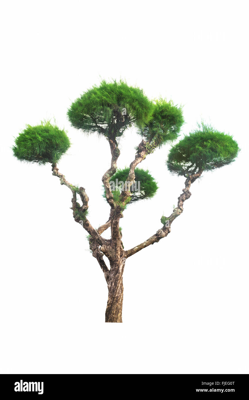 bonsai tree isolated on a white background Stock Photo - Alamy