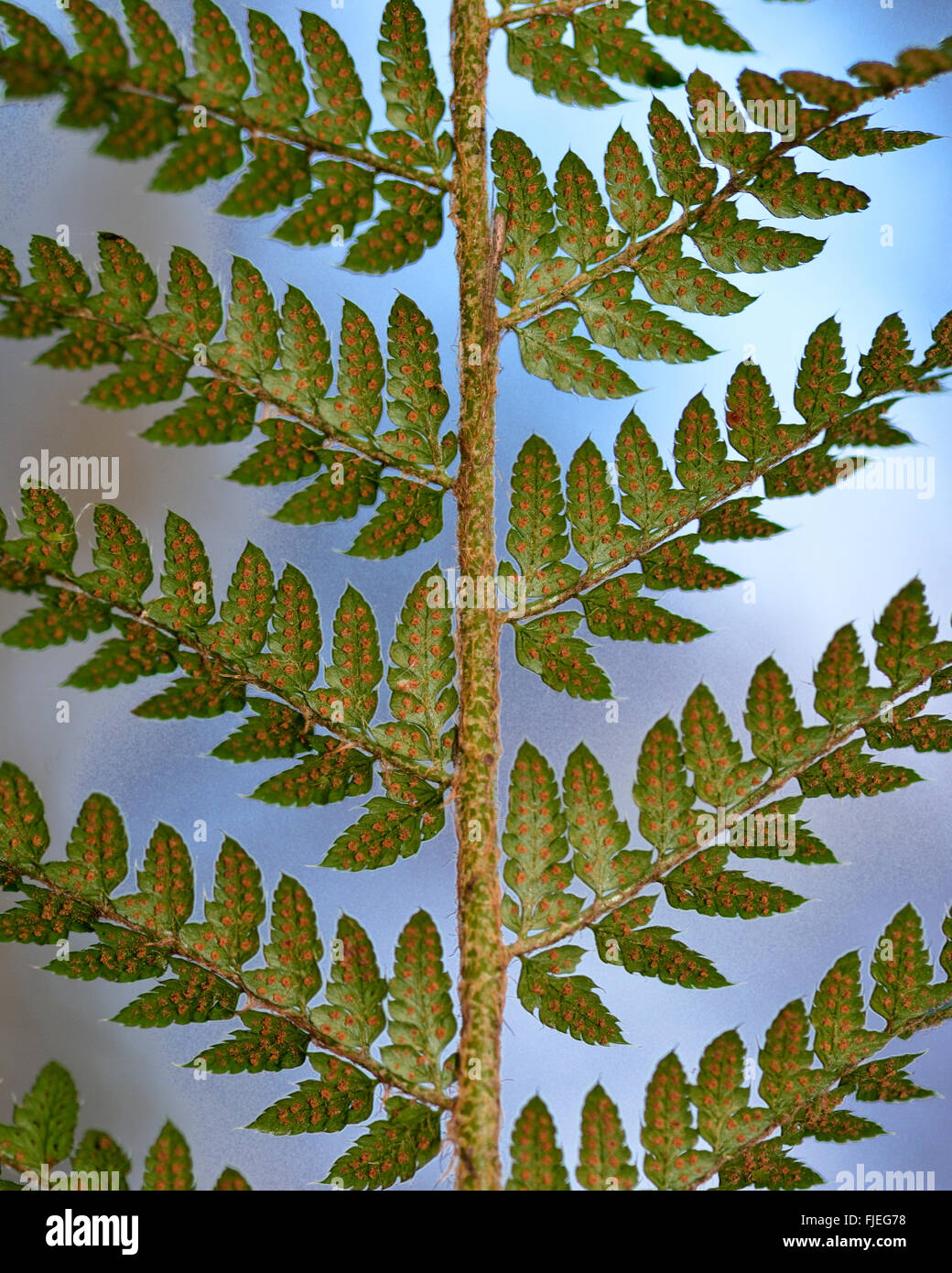 Soft shield fern (Polystichum setiferum) underside of frond. Reproductive sori and sporangia are visible on this fern Stock Photo