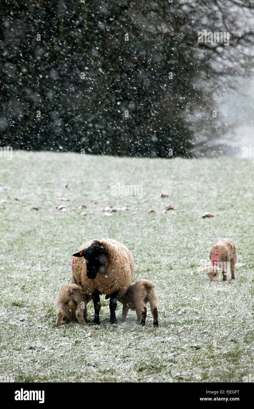 A ewe morther protecting her new born feeding lambs from the falling snow and cold conditions in later winter, Flintshire, UK Stock Photo