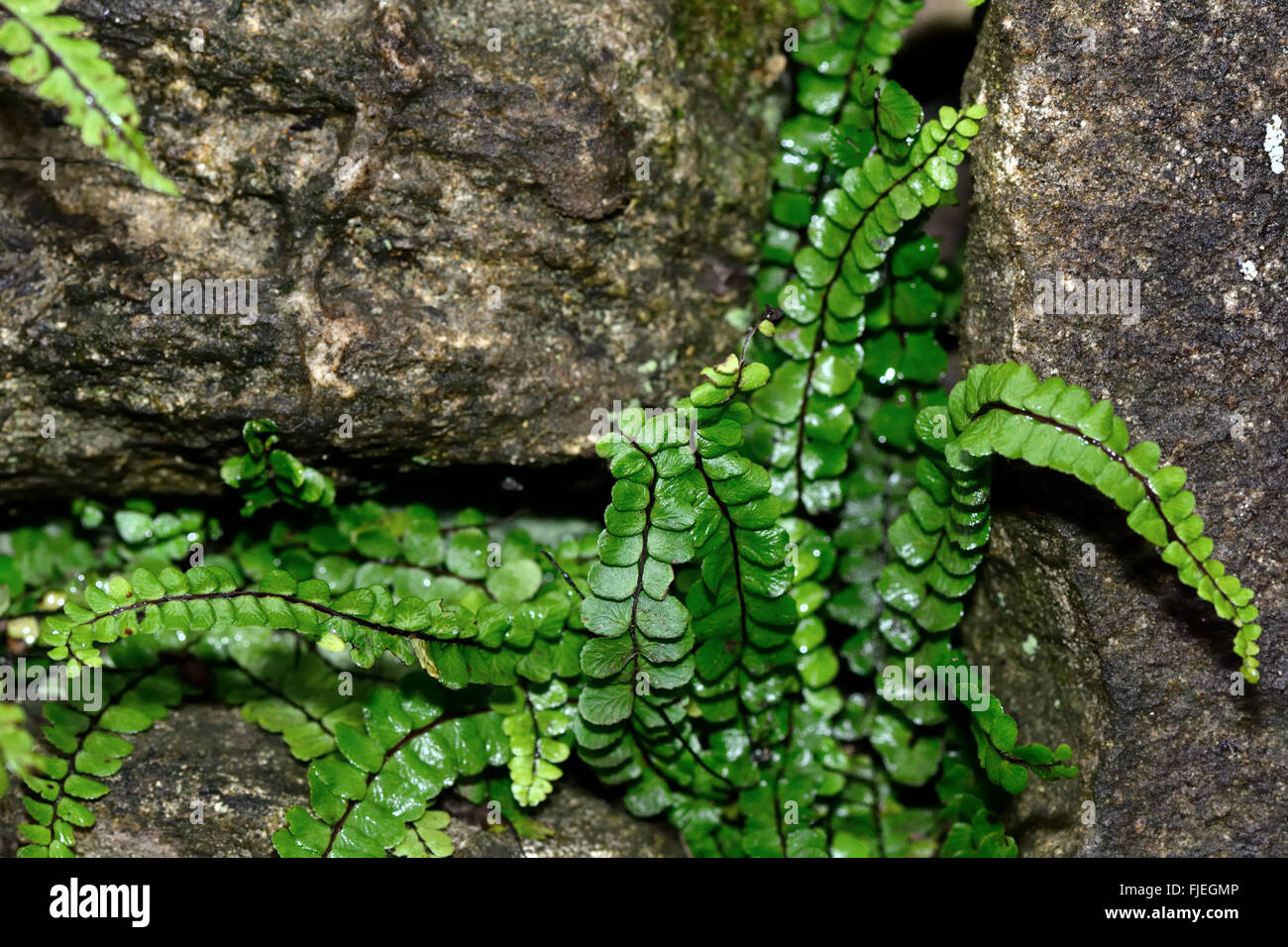 Maidenhair spleenwort (Asplenium trichomanes ssp. quadrivalens). Small fern in the family Aspleniaceae, growing amongst rocks Stock Photo