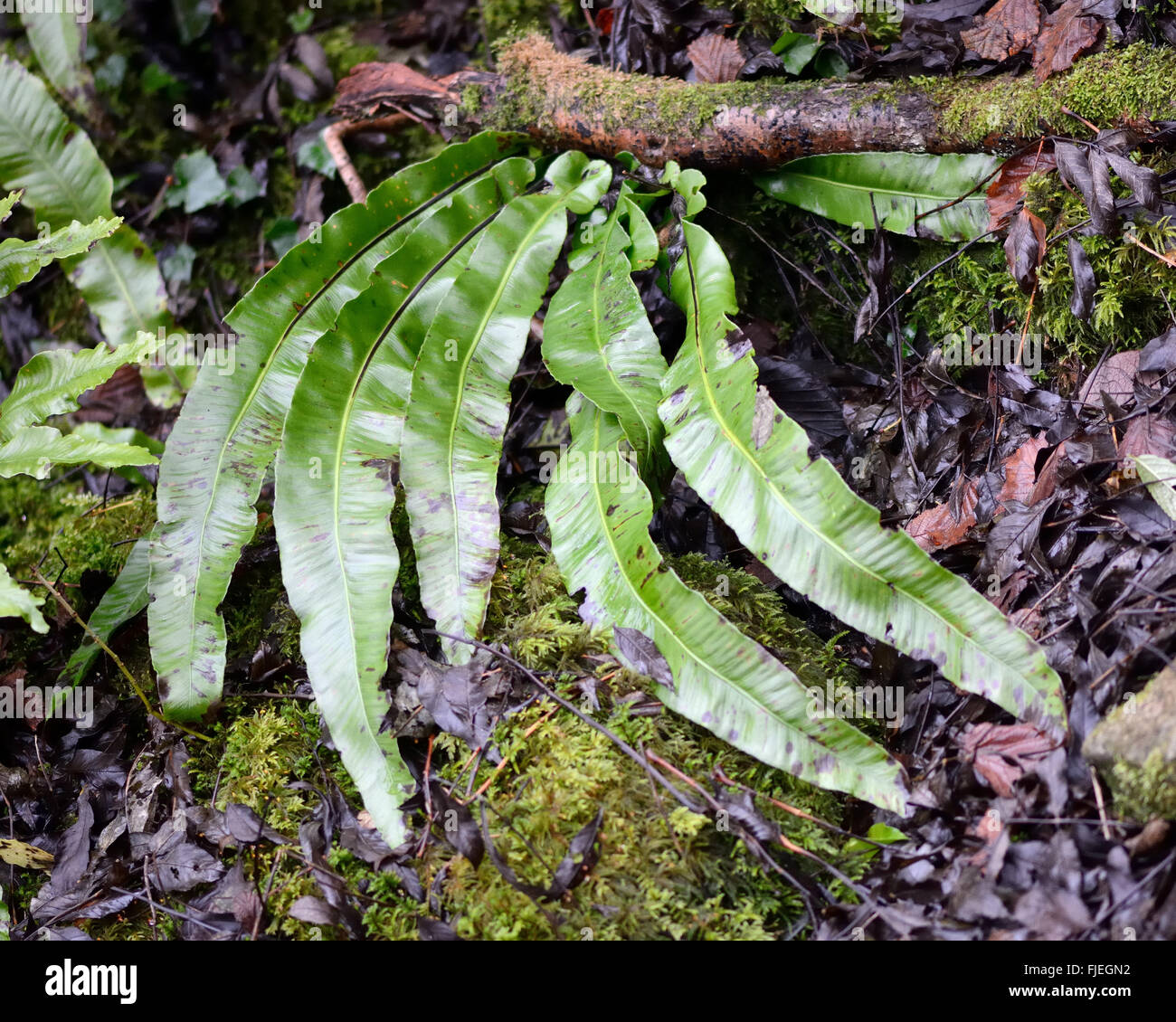 Hart's tongue fern (Asplenium scolopendrium). Upperside of simple, undivided fronds of fern in a British woodland Stock Photo