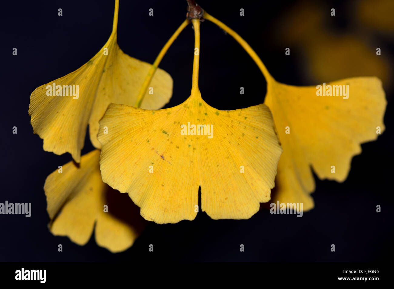 Ginkgo biloba yellow leaves. Leaves of the maidenhair tree turn a