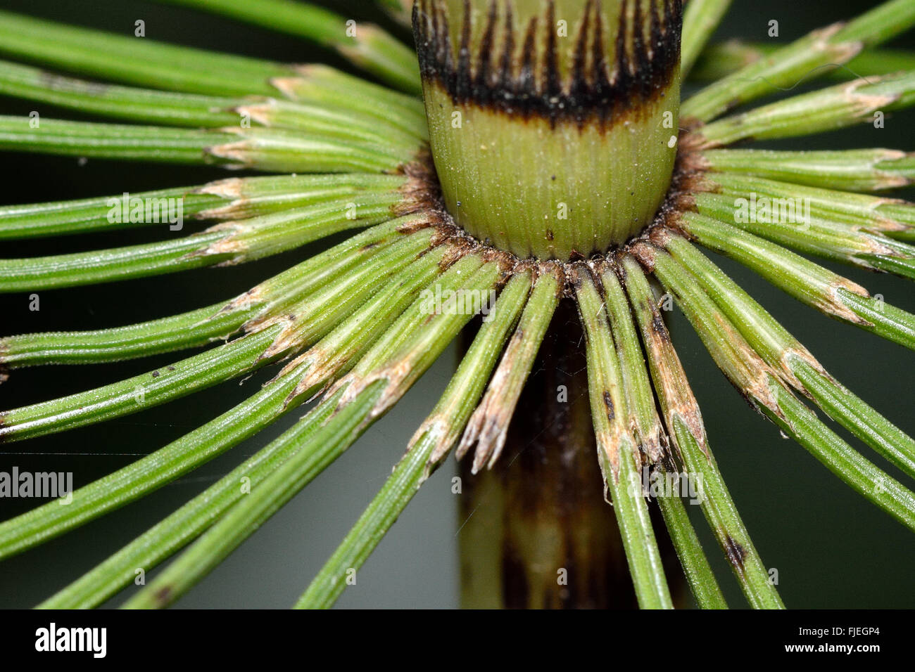 Great horsetail (Equisetum telmateia). Close up of branches emerging from the axils of a ring of bracts Stock Photo