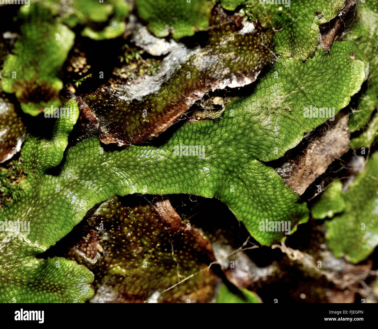Great scented liverwort (Conocephalum conicum). A strongly scented liverwort, also known as the snakeskin liverwort Stock Photo