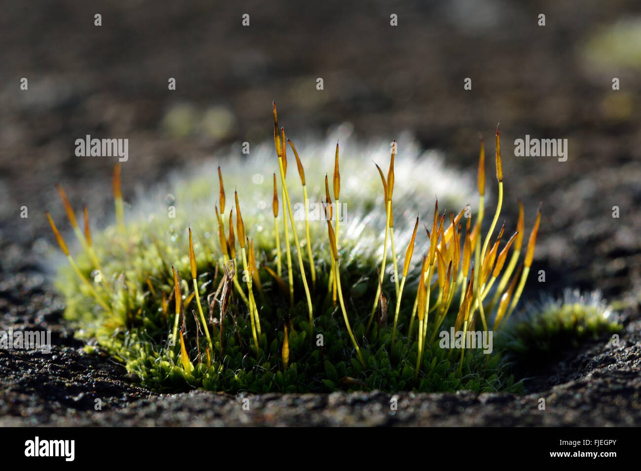 Wall screw-moss (Tortula muralis). A cushion of a common moss showing sporophytes and silver colour from excurrent nerves Stock Photo