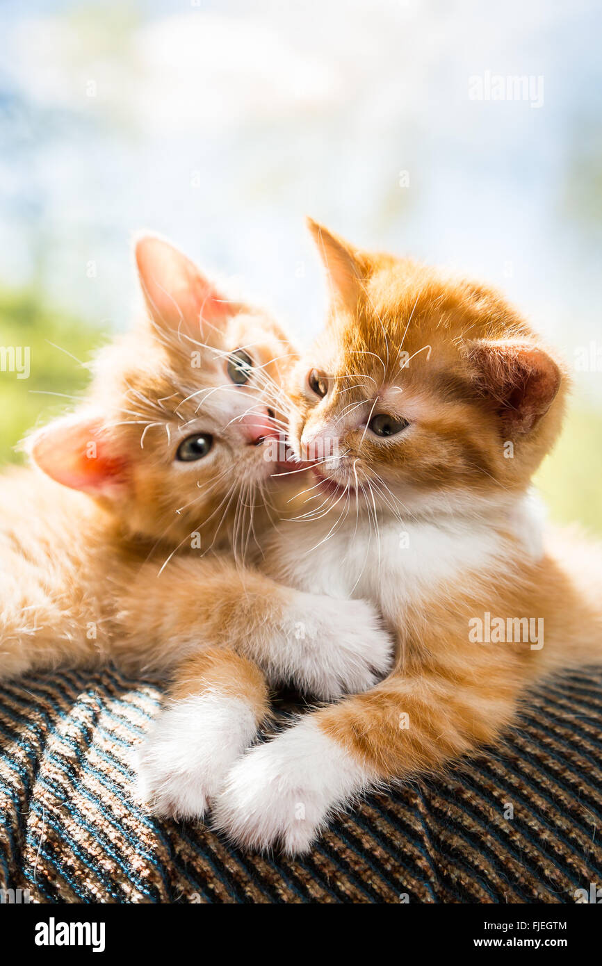 Two cute kittens playing on the couch Stock Photo