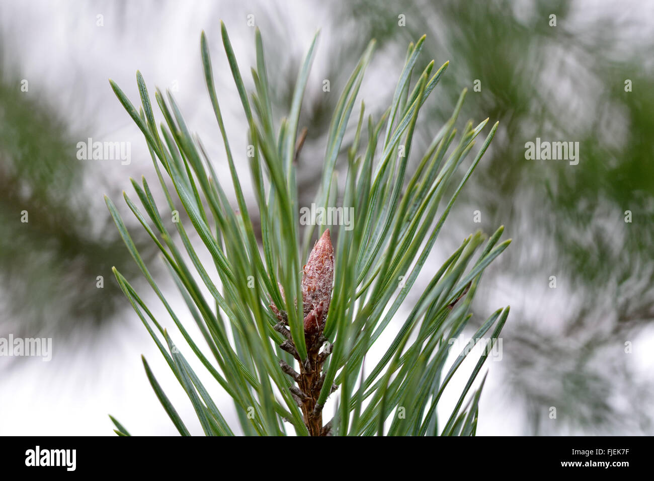 Scots pine (Pinus sylvestris) bud and needles. Close up of bud with leaves on conifer tree in family Pinaceae Stock Photo