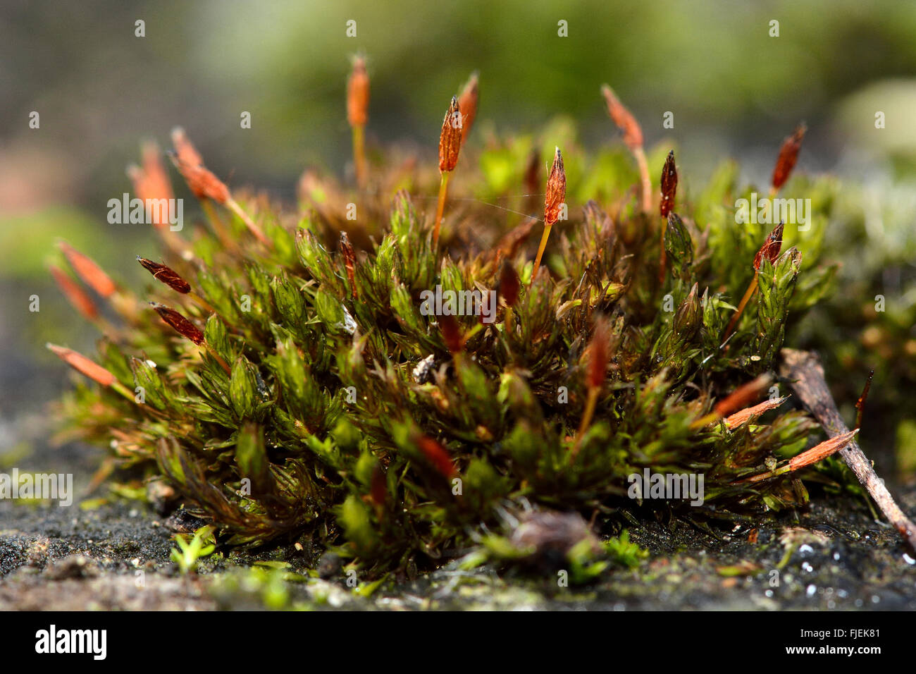 Anomalous bristle-moss (Orthotrichum anomalum). A cushion of a common moss showing brown sporophytes, in family Orthotrichaceae Stock Photo