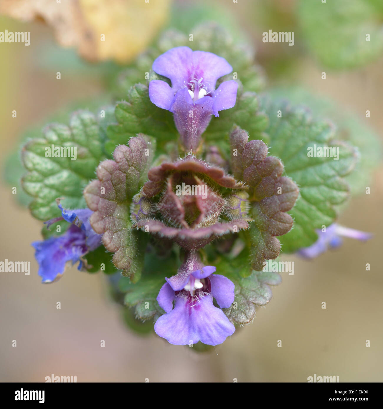 Ground ivy (Glechoma hederacea). Looking down on a flower head of this purple flower in the mint family (Lamiaceae) Stock Photo