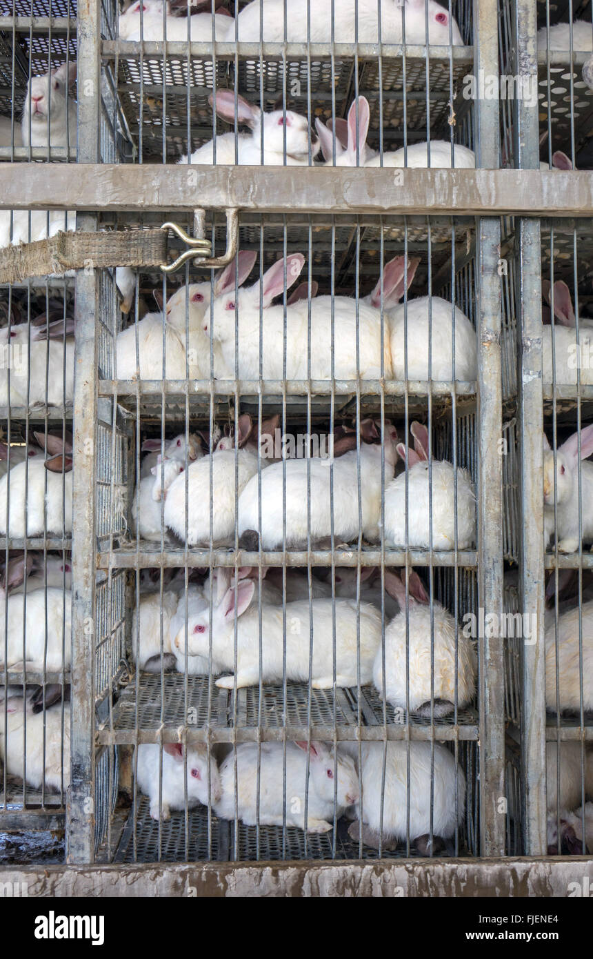 Large number of farmed white rabbits in cages for transportation Stock Photo