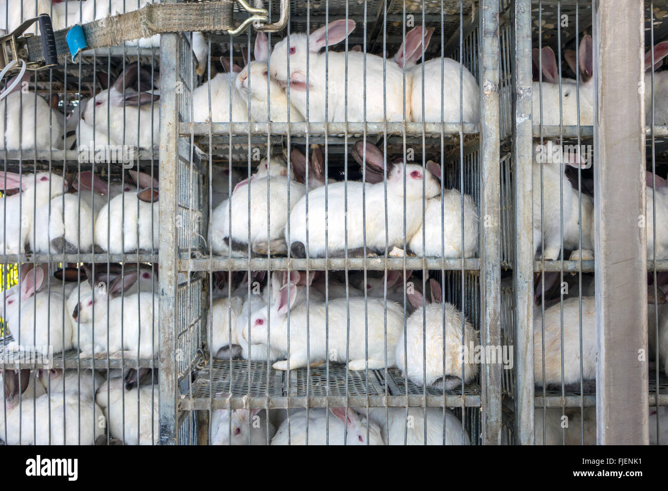 Large number of farmed white rabbits in cages for transportation Stock Photo