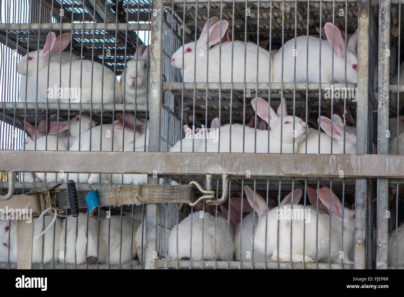 Large number of farmed white rabbits in cages for transportation Stock Photo