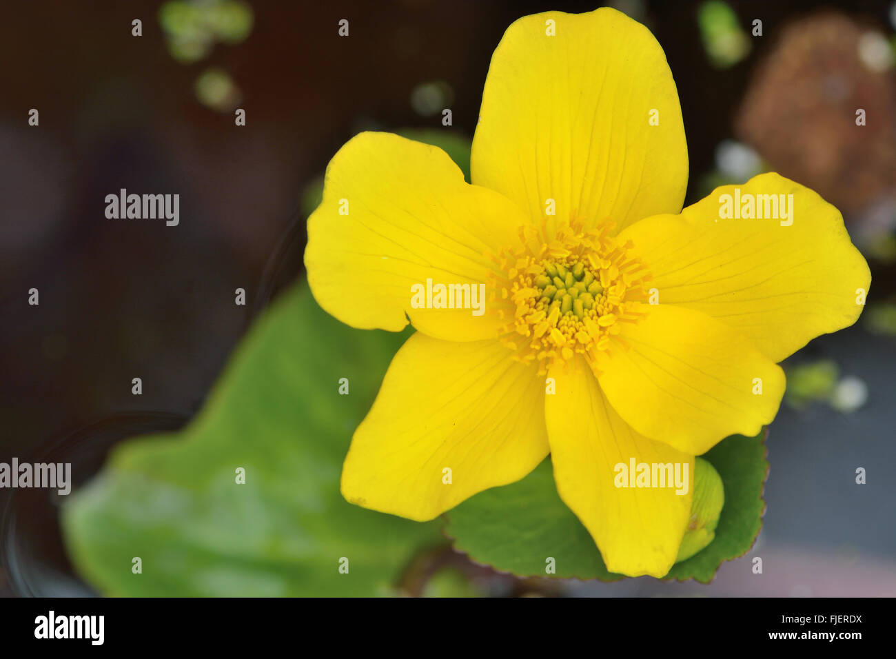 Marsh-marigold (Caltha palustris). Close up of flower of this yellow plant in the buttercup family (Ranunculaceae), aka kingcup Stock Photo