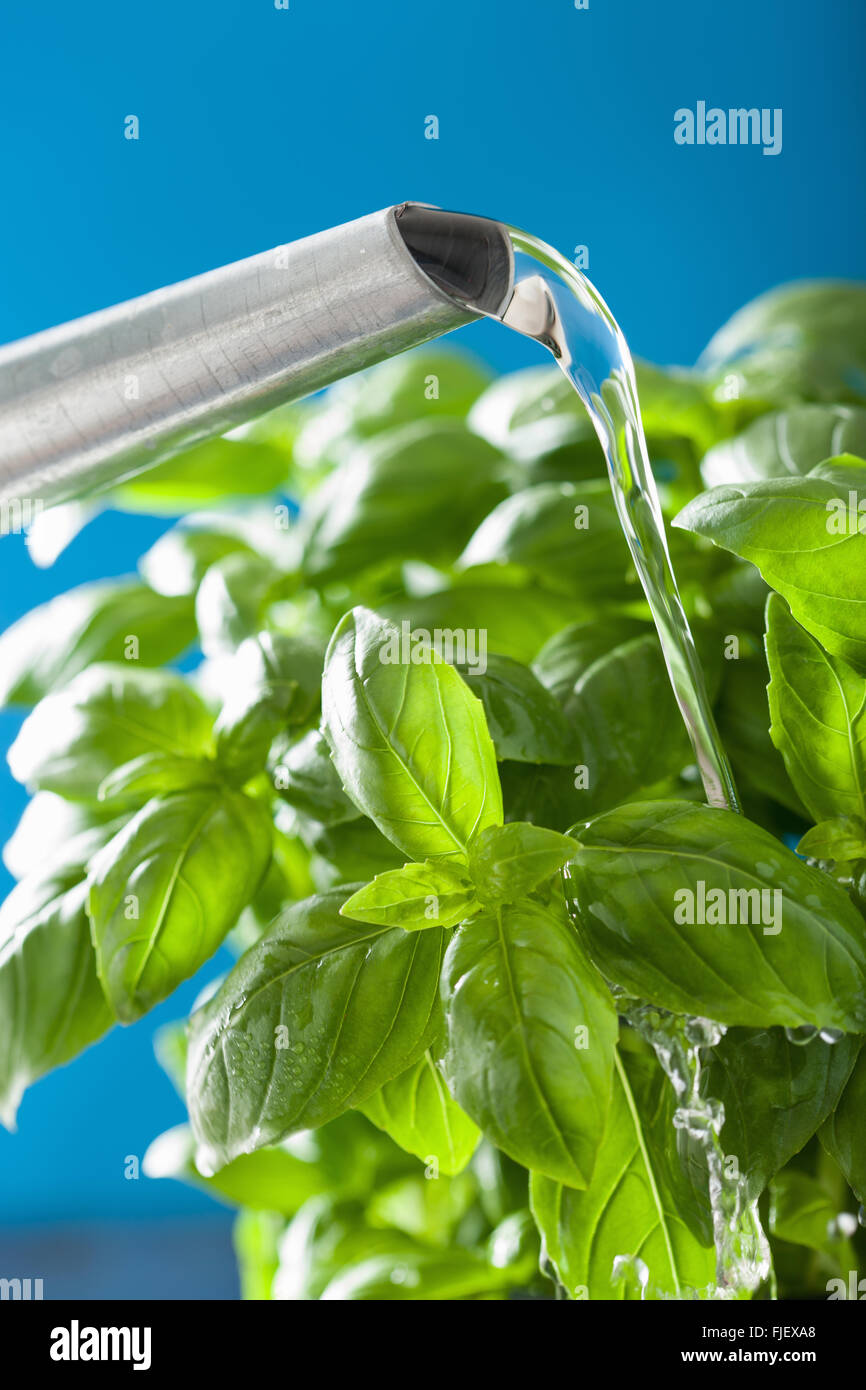 watering fresh basil leaves herb Stock Photo Alamy