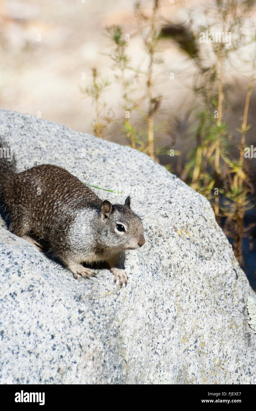 Yosemite, California, USA. Western grey squirrel (Sciurus griseus) on rock. Stock Photo