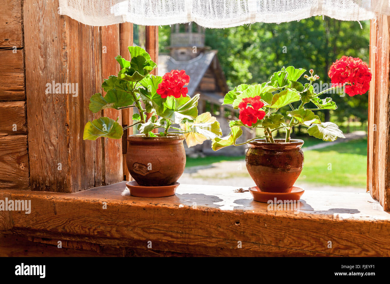Geranium flowers on the window of old rural wooden house in sunny day ...