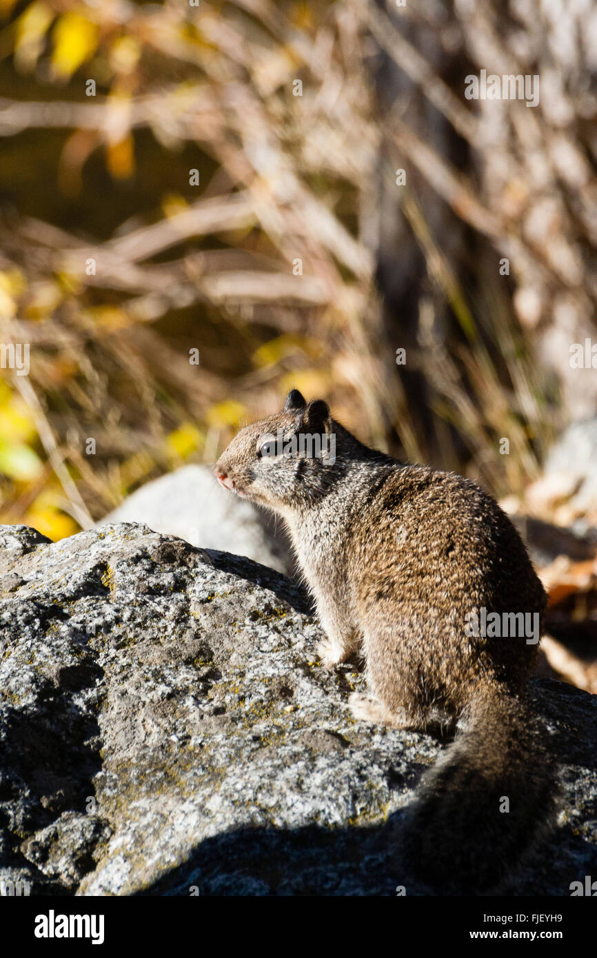 Yosemite, California, USA. Western grey squirrel (Sciurus griseus) sitting on rock. Stock Photo