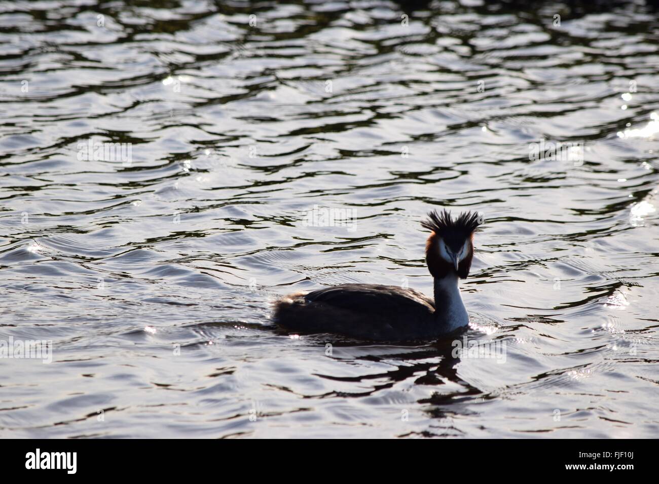 Great crested grebe. Stock Photo
