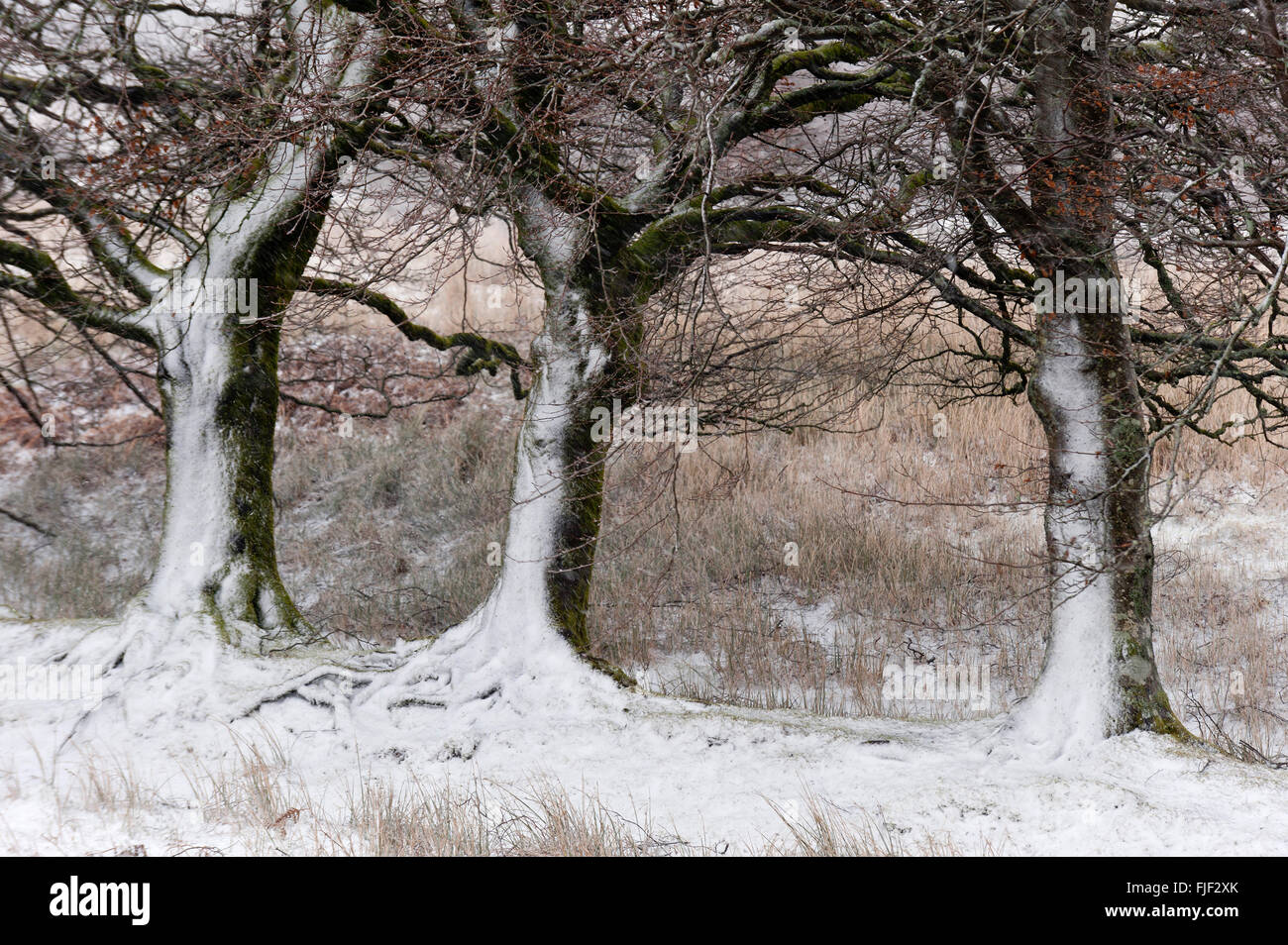 Upper Chapel, Powys, Wales, UK. 2nd March 2016. UK Weather: Trees are seen blasted with snow and ice during a blizzard between Upper Chapel & Garth, this morning on the high moorland of the Mynydd Epynt range. A blizzard of snow, hail, and sleet with winds gusting up to approximately 50mph hit high land in Powys, Wales this morning. Credit:  Graham M. Lawrence/Alamy Live News. Stock Photo