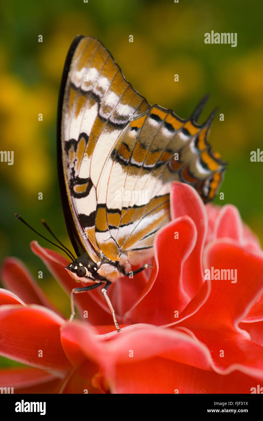 Tailed emperor butterfly, Polyura sempronius, on red torch ginger Etlingera elatior Stock Photo