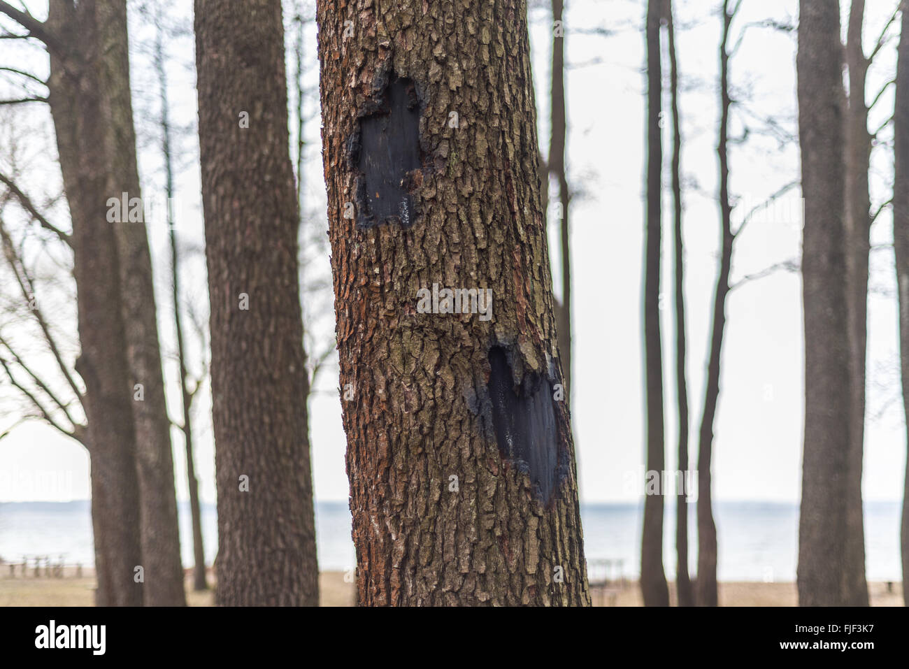 Burned Tree Stock Photos & Burned Tree Stock Images - Alamy
