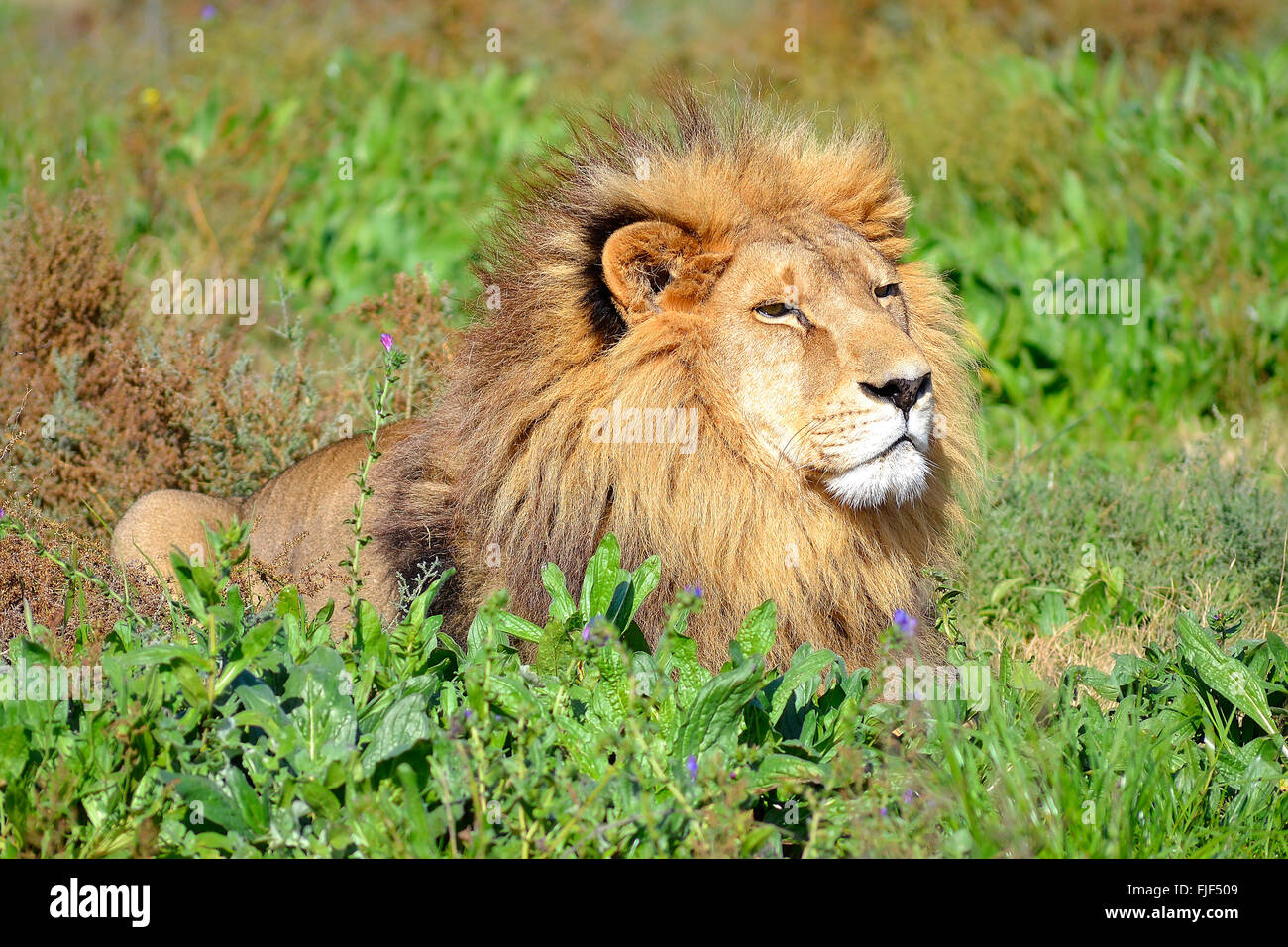 A lion (Panthera Leo) lying in vegetation Stock Photo